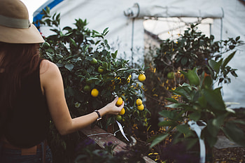 Fruits, Food, Hand, Wood, Tree, Greenhouse HD wallpaper