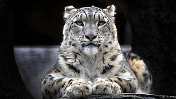 Snow Leopard, , Stunning ry, High-quality HD wallpaper