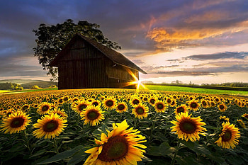 A Sunflower Moment, graph, barn, sun, sunflower, flowers HD wallpaper