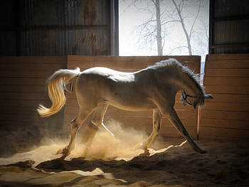 Animals, Horses HD wallpaper