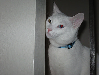 This is my best side Rigger, dog, cat, white, famliy HD wallpaper
