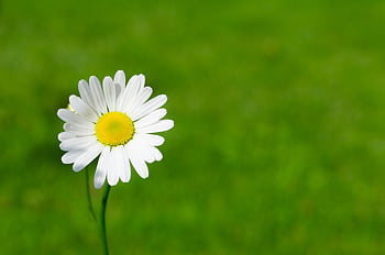 A vibrant white daisy blooming against a lush green background, symbolizing purity and simplicity. HD wallpaper