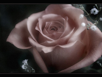 Rose, flowers, roses HD wallpaper