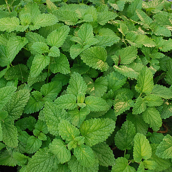 Bonnie Plants Lemon Balm, Gardening product, Culinary herb, 2-pack option HD phone wallpaper