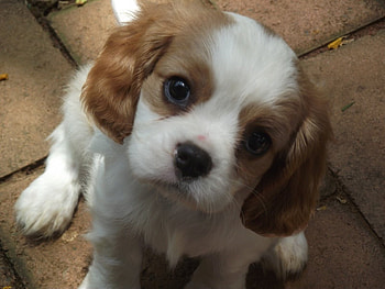 Looking for some love;), dog, sunshine, sweet, white, cute, little, puppy, brown, love, look, forever HD wallpaper