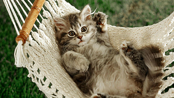 genic kittens, Pawsome snapshots, Whiskers and paws, purrfect HD wallpaper