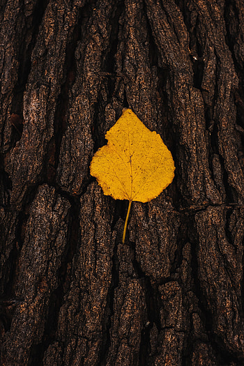 Macro, Leaflet, Bark HD phone wallpaper