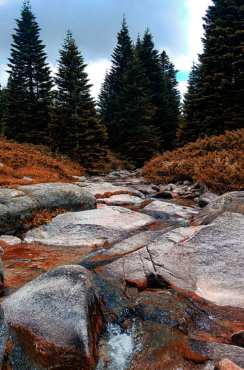 Nature, Rivers, Trees, Rock, Spruce, Fir, Stone HD phone wallpaper