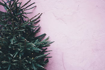 A beautifully decorated Christmas tree with lights set against a textured pink wall. Perfect festive backdrop. HD wallpaper