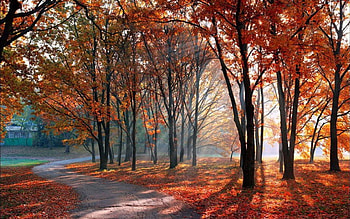 Orange Leaves, rays, trees, autumn, road, nature HD wallpaper