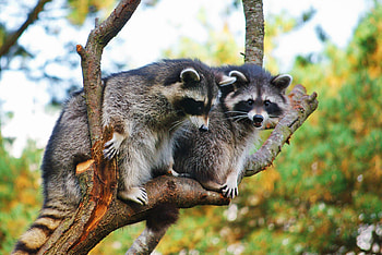 Animal control, Wildlife encounters, Human-wildlife conflict, Responsible actions HD wallpaper