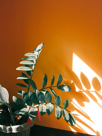 Potted plant with lush green leaves casting shadows on an orange wall, creating a striking contrast. HD phone wallpaper