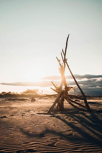 Nature, Sunset, Beach, Branches, Sunlight HD phone wallpaper