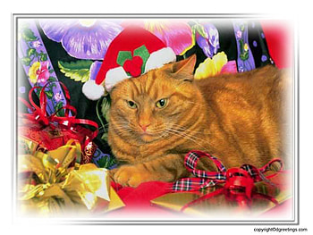 New year cat, kitten, party, holiday, christmas, cat, new year HD wallpaper
