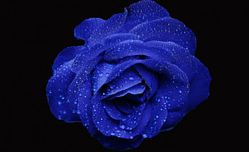 Blue Beauty, Roses, Beautiful, Flowers, Nature, Blue HD wallpaper