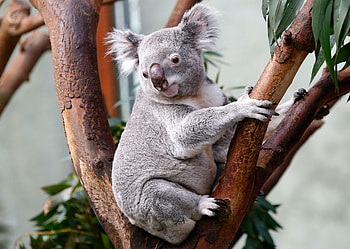 Koala crisis, Australian politics, Conservation efforts, Protecting the habitat HD wallpaper
