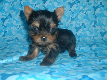 Yorkshire Terrier, dog, puppy HD wallpaper