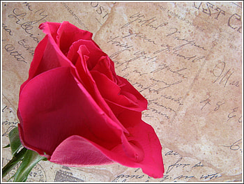 Red Rose, rose, love, red, flower HD wallpaper