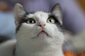 Animals, Cat, Muzzle, Sight, Opinion, Mustache, Moustache, Nose HD wallpaper