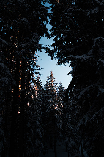 Nature, Trees, Sky, Night, Snow, Branches, Snow Covered, Snowbound HD phone wallpaper