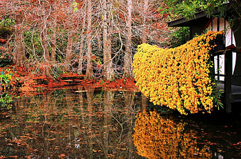 Hanging Mums, hanging, lake, nice, mums HD wallpaper