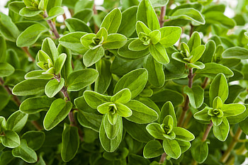Majoran ratgeber, Eigenschaften im berblick, Obi, Marjoram HD wallpaper
