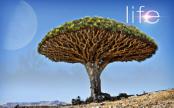 ❀ღ*•.ظ.•*❖❀ treserve the tree ❀ღ*•.ظ.•*❖❀, earth, life, green, tree HD wallpaper