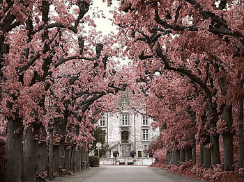 A Perfect Entrance, pink, driveway, house, entrance, trees HD wallpaper