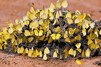 yellow butterflies, schmetterlinge, butterflies, yellow, animals HD wallpaper