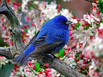 Animals, Birds HD wallpaper