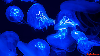 Blue Jelly Fish HD wallpaper