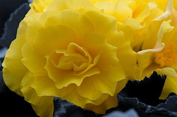 dazzling colors, amazing colors, yellow, awesome colors, yellow flowers HD wallpaper