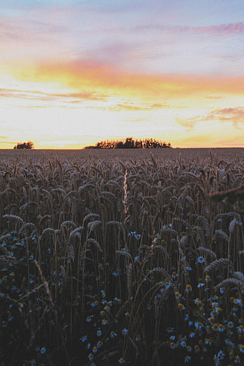 Nature, Flowers, Sunset, Sky, Field, Ears, Spikes HD phone wallpaper