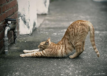 yoga cat, yoga, animals, pets, street, cat, nature, perfect HD wallpaper