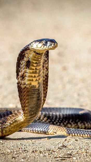 King Cobra, Graceful slither, Serpent pattern, Striking reptile HD phone wallpaper
