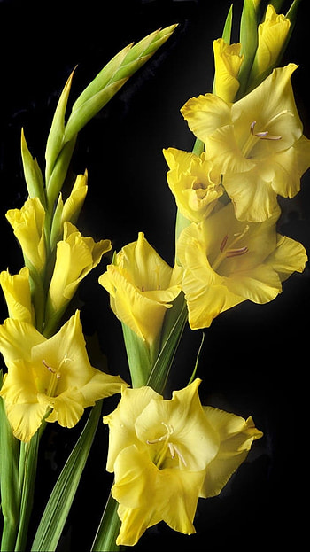 Gladioli, Yellow HD phone wallpaper