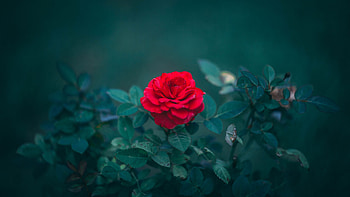 Flowers, Leaves, Bush, Rose Flower, Rose, Bud, Blur, Smooth HD wallpaper