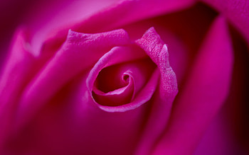 pink rose petals .jpg, rose, pink, nature, upclose HD wallpaper