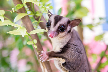 Sugar glider resources, Animal healthcare, Expert advice, Resourceful information HD wallpaper