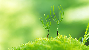 Grass, Macro, Sprout HD wallpaper