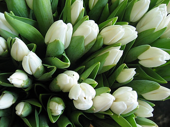 Plants, Flowers HD wallpaper