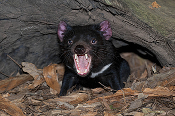 Tasmanian Devil , Animal, Devil , HQ HD wallpaper