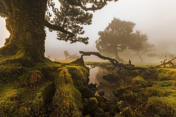 Fog Forest, Fog, Nature, Forest, tree HD wallpaper