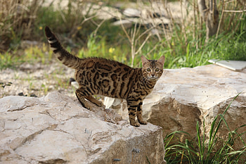 Bengal cat, animal, bengal, cat, nature HD wallpaper