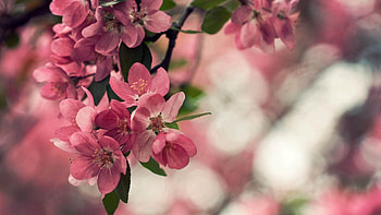Flowers, Pink, Plant, Macro, Petals HD wallpaper