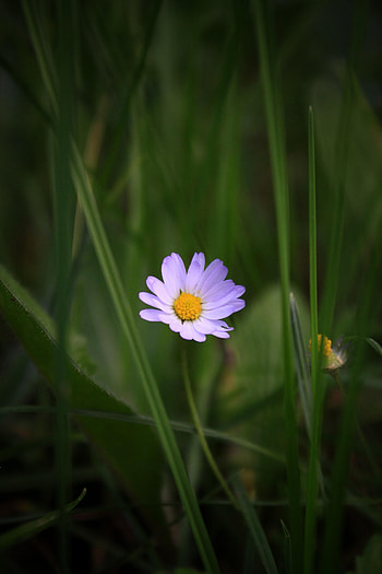 Flowers, Grass, Camomile, Macro, Petals, Chamomile HD phone wallpaper