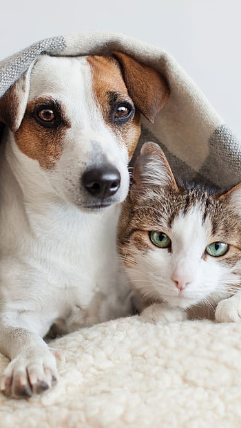 Cat And Dog, Happy Pet, Bed Background HD phone wallpaper