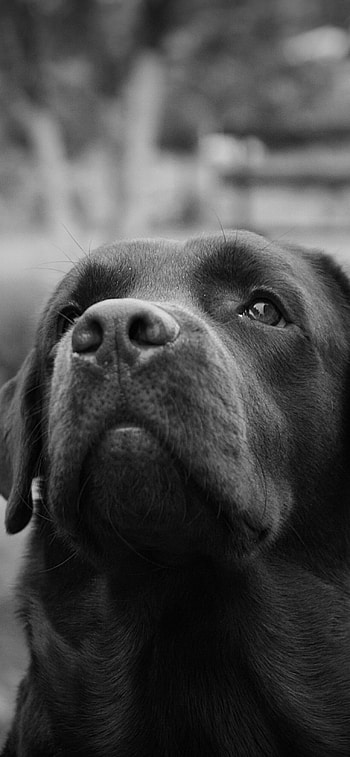 Labrador Retriever, Lovable companion, Perfect , Classic breed HD phone wallpaper