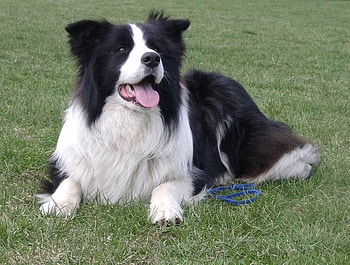 Shiner, white, black, animals, border collie, dogs HD wallpaper