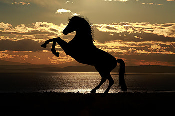 Horse Sunset Sea Light Reflections , horse, animals, reflections, sea, silhouette HD wallpaper